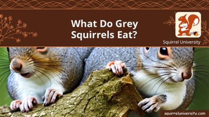 What do GREY squirrels eat?