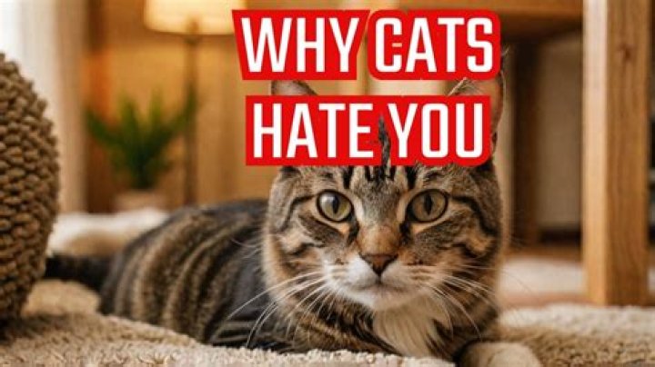 What do I do when my cat hates me?