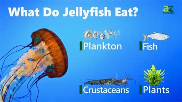 What do jellyfish eat?