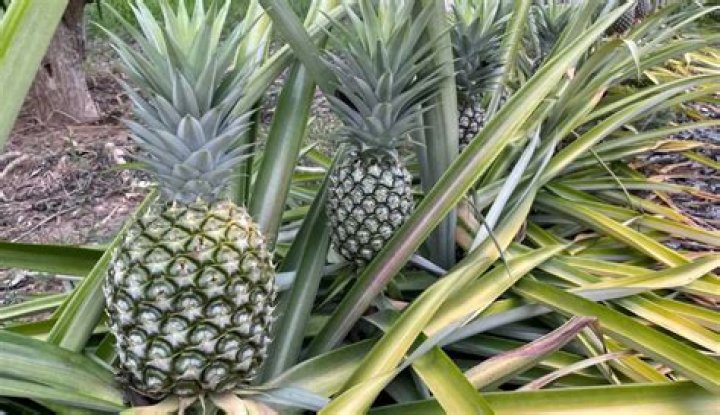 What do pineapples mean on a boat?