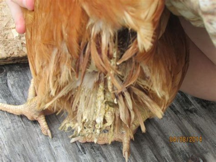 What do sick chickens look like?