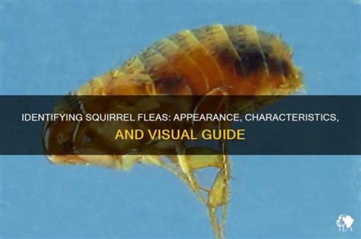 What do squirrel fleas look like?