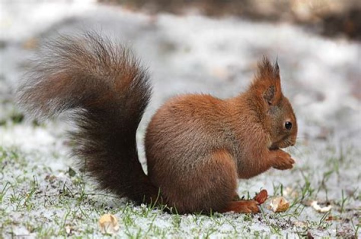 What do squirrels do in the winter?