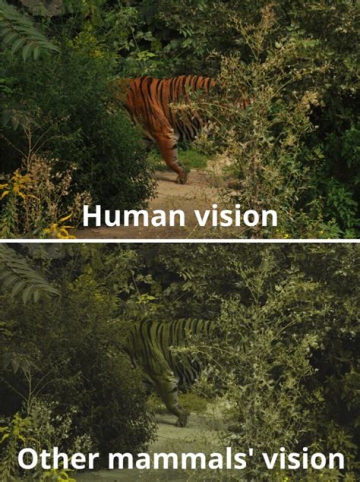 What do tigers think of humans?