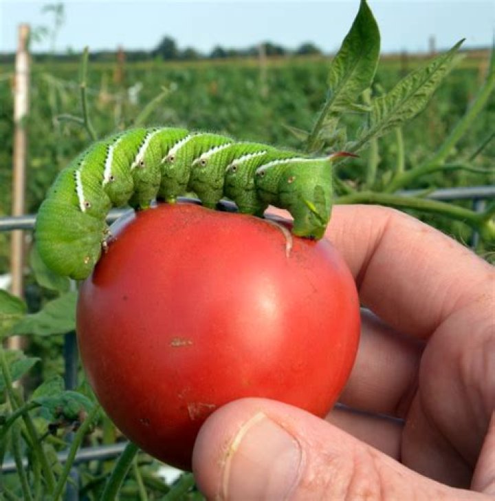 What do tomato horn worms eat?