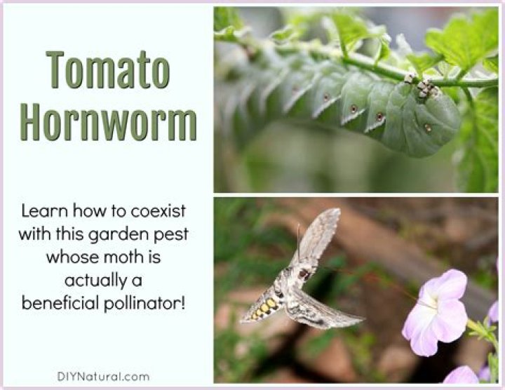 What do tomato hornworms turn into?