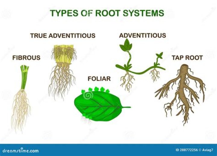 What do unhealthy root systems look like?