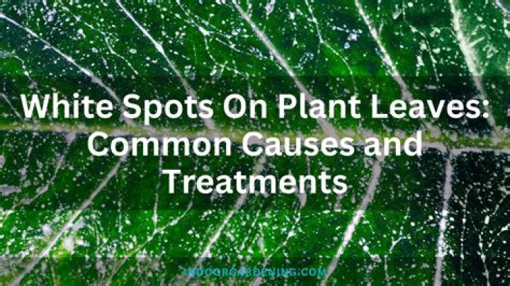 What do white spots on ultrasound mean?