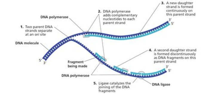 What do you call the two unzipped strands of DNA?
