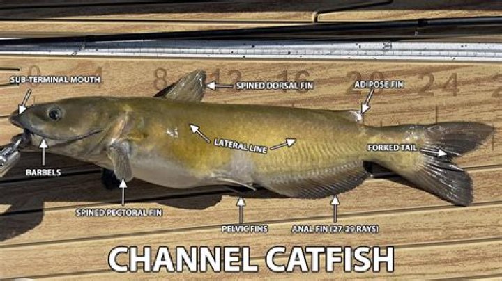 What do you soak catfish in?
