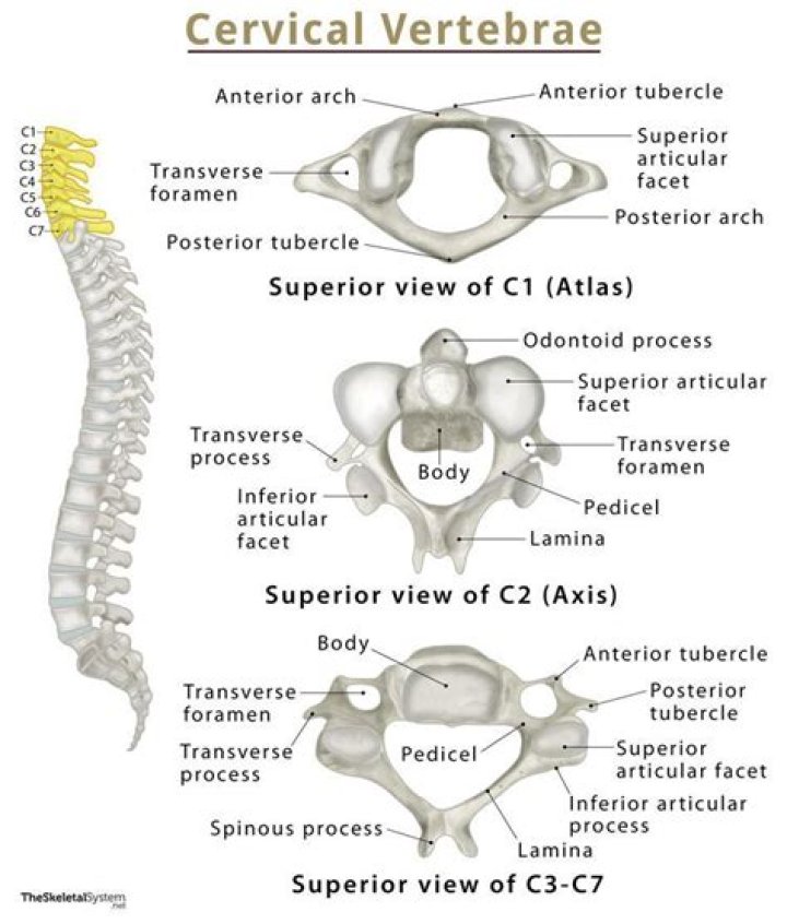 What does a CT scan of the cervical spine show?