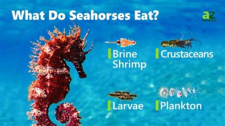 What does a seahorse eat?