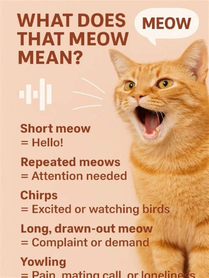 What does a short meow mean?