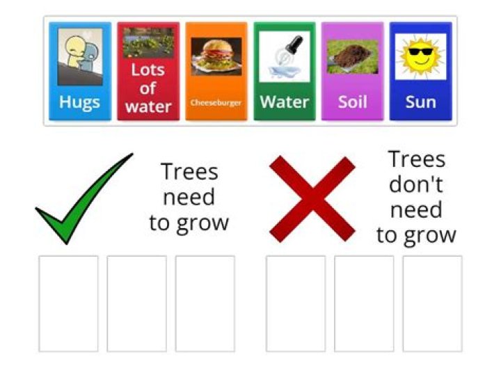 What does a tree need?