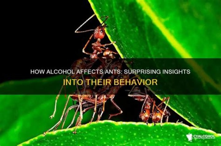 What does alcohol do to ants?