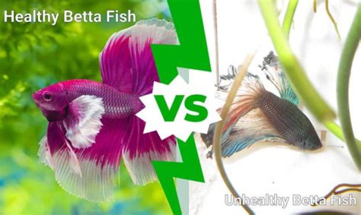 What does an unhealthy betta look like?