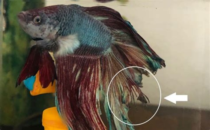 What does betta fish fin rot look like?