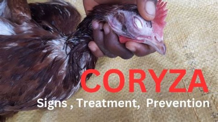 What does coryza look like in chickens?