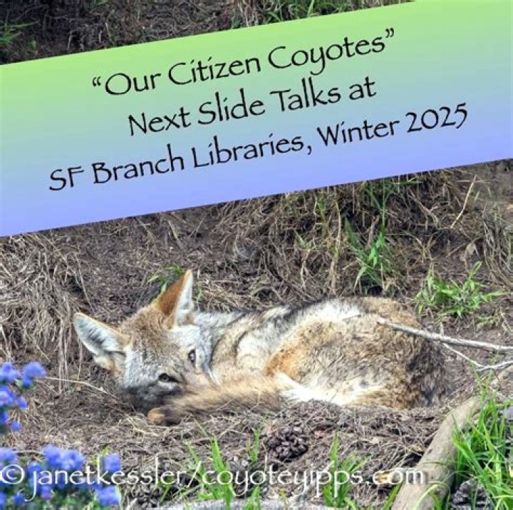 What does coyotes yipping mean?