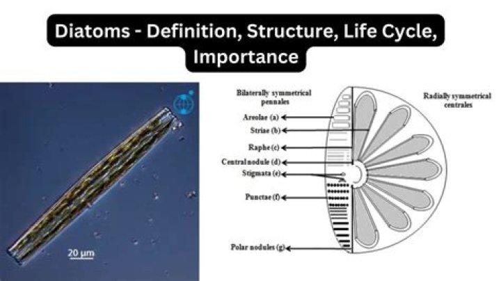 What does diatom bloom look like?