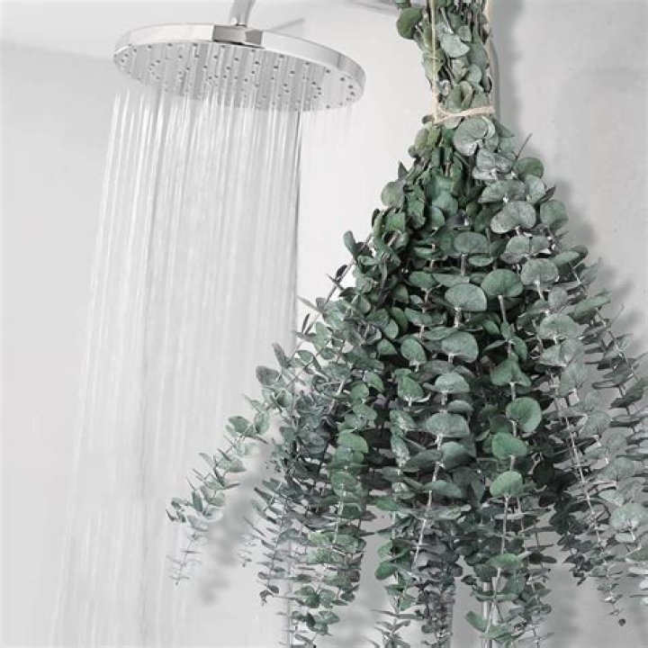 What does hanging eucalyptus in the shower do?