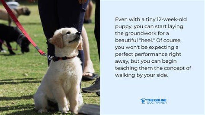 What does heel mean in dog training?