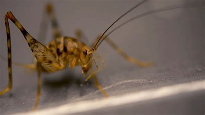 What does it mean to say crickets?