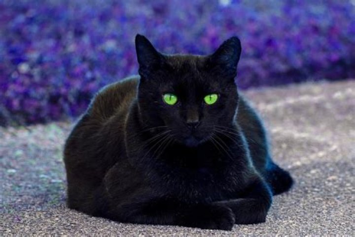 What does it mean when a black cat with green eyes stares at you?
