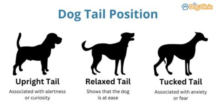 What does it mean when a dogs tail is docked?