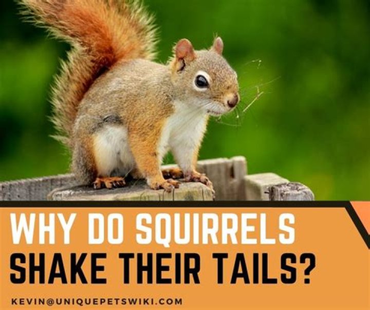 What does it mean when squirrels shake their tails?