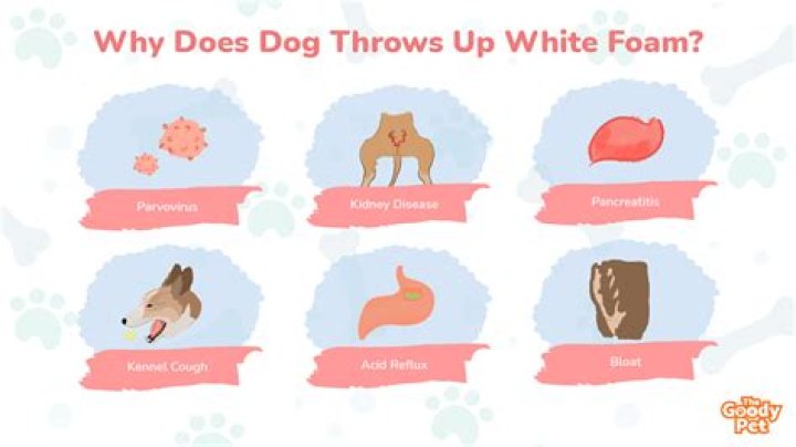 What does it mean when your dog pushes you away with their paws?