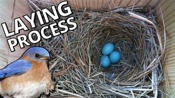 What does laying off mean in painting?