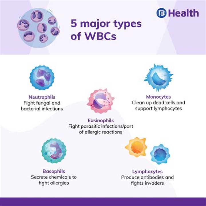 What does low neutrophils and low WBC mean?
