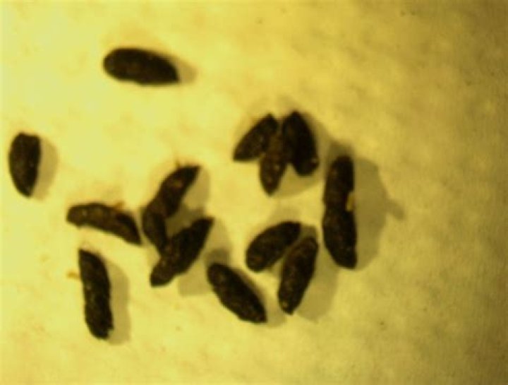 What does mouse feces look like?