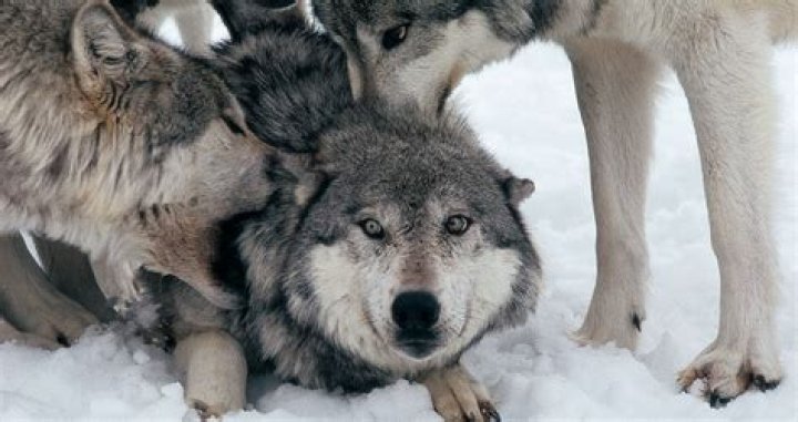 What does omega mean in a wolf pack?