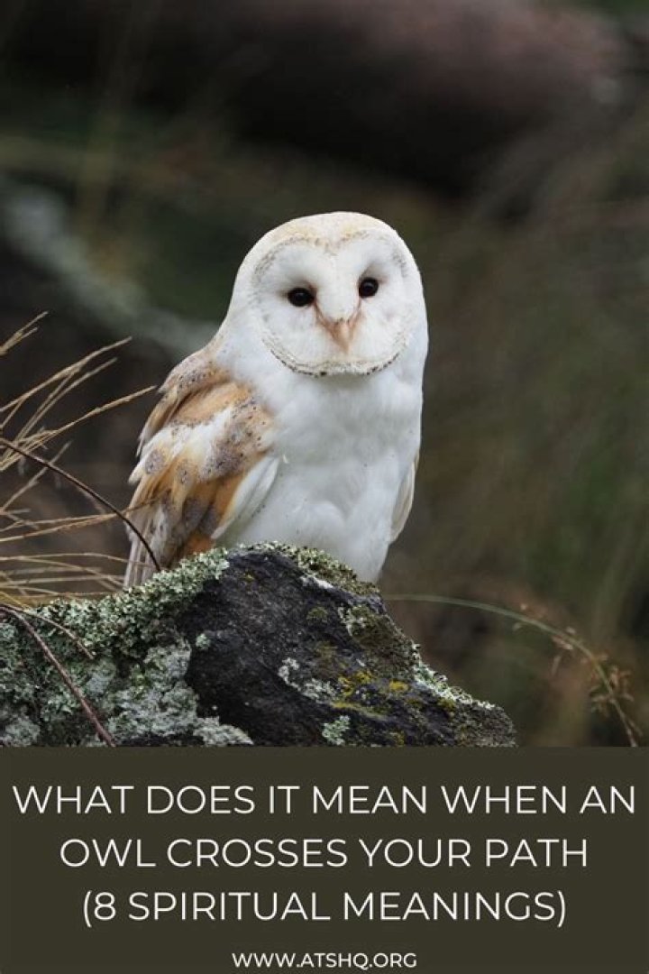What does owl emoji mean?
