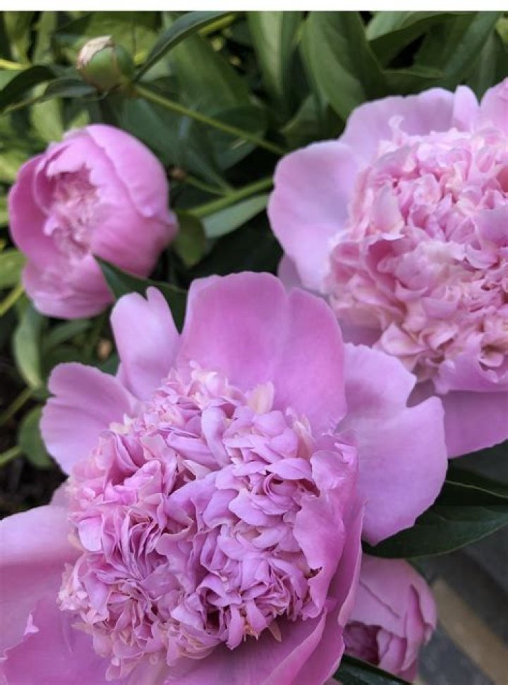 What does pink lights mean on a house?