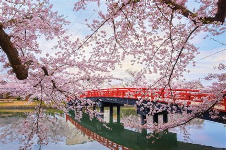 What does Sakura mean in Japan?
