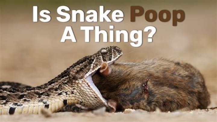 What does snakes not like?