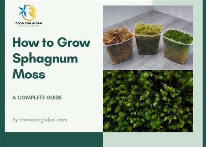 What does sphagnum moss do to soil?
