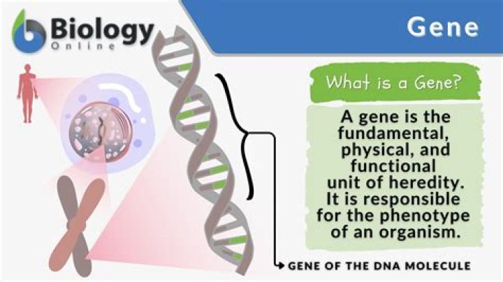 What does the eve gene mean?