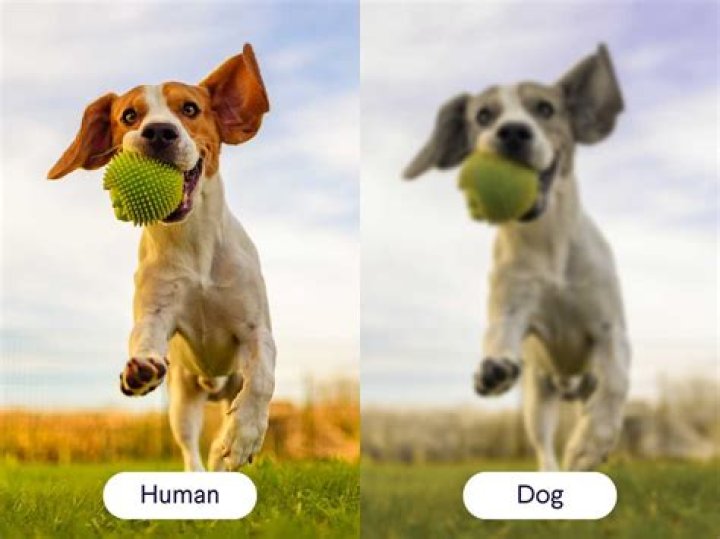 What does the world look like to a dog?