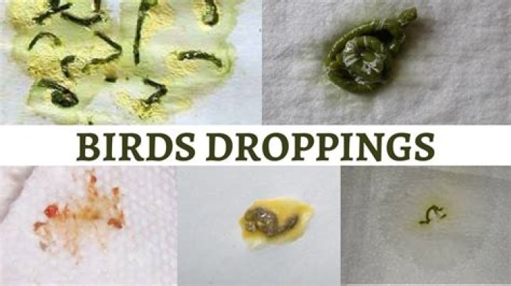 What does yellow bird poop mean?