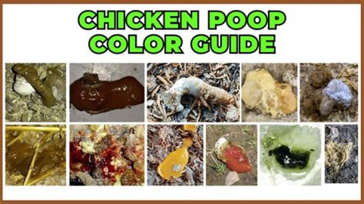 What does yellow chicken poop mean?