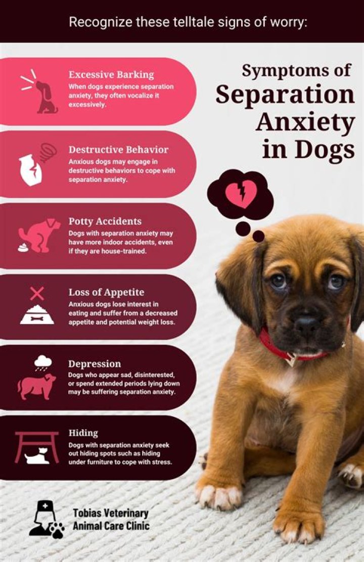 What dog breed does not have separation anxiety?
