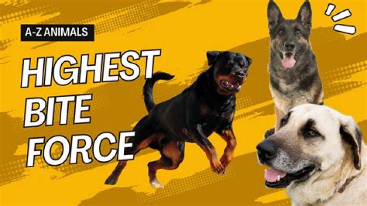 What dog has the most endurance?