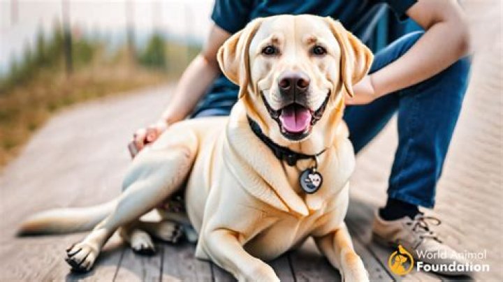 What dog is the most loyal to its owner?