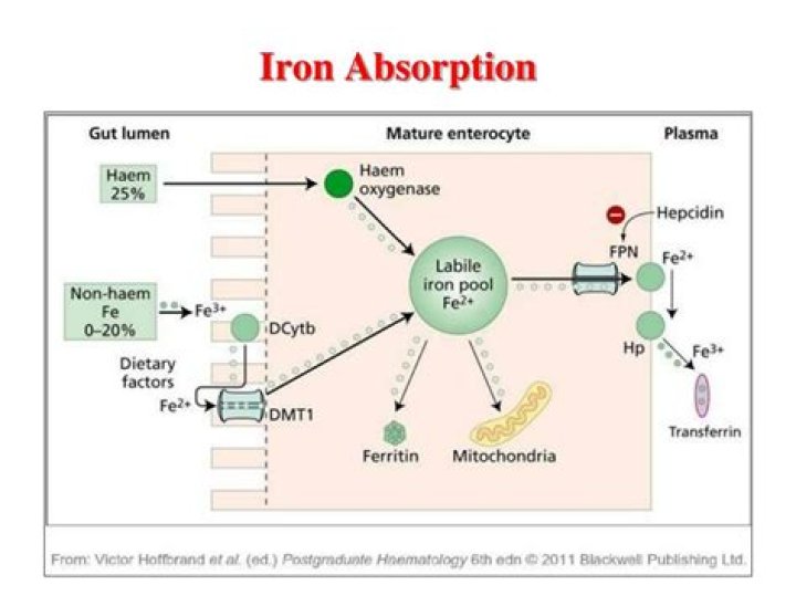 What drinks block iron absorption?