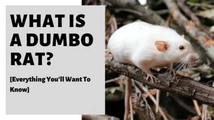 What Dumbo means?