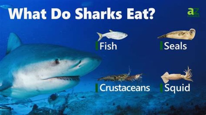 What eats a blue shark?